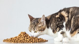 Buy Cat Diet Food | Cat Weight Management Food | Cessna Pet Store