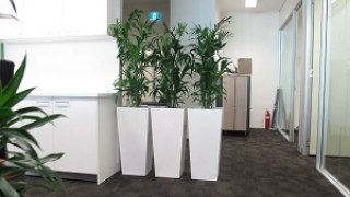 Office Greening